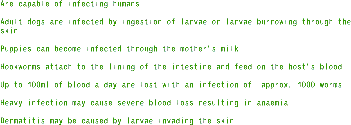 hookworm_info1